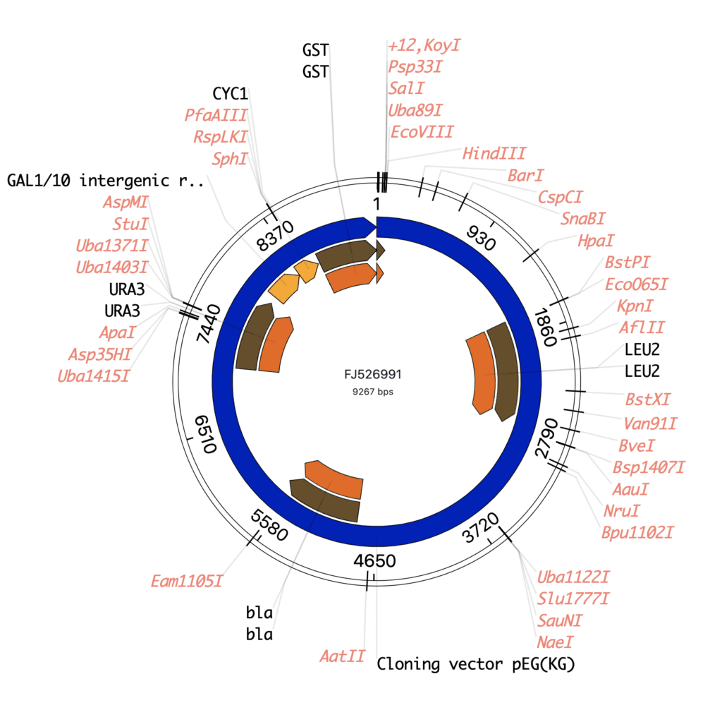 Vector Editor included in TeselaGen Community Edition, Starter Edition and Professional Edition and Enterprise Edition